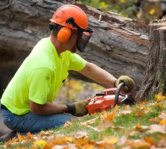 tree services Mitchell